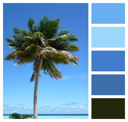 Beach Palm Tree Island Image